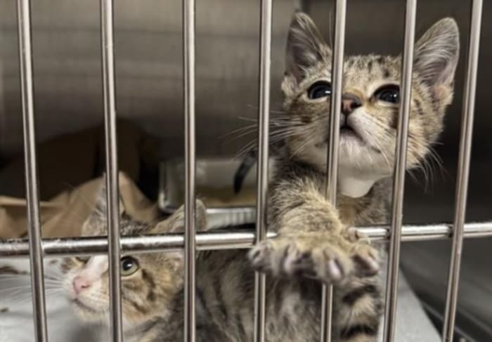 Can you help them? Jacksonville Humane Society seeks foster homes for 80+ kittens
