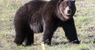 2 grizzly bears were shot during a close encounter near Seeley Lake