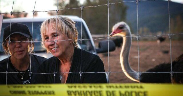 From flu outbreak to 'Ostrichfest' to high court, how B.C. ostrich cull saga unfolded