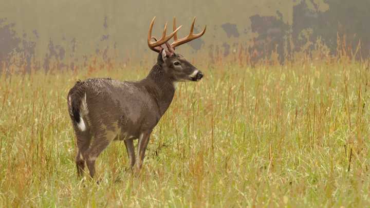DNR refreshes hunters on safety and regulations for firearm season