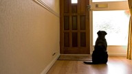 Qué significa que tu perro te espere en la puerta de casa y por qué puede ser un problema