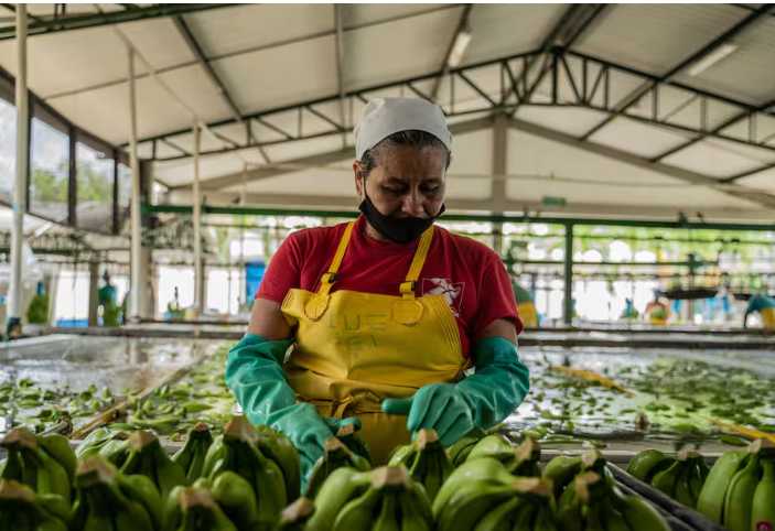 Colombia abre paso a China con banano y limón Tahití, pero enfrenta retos logísticos clave