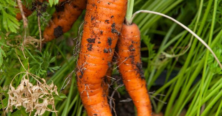 Brit scientist killed by carrots after horror experiment went very wrong
