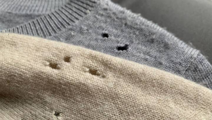 Clothes Getting Eaten By Moths? Here's What To Do