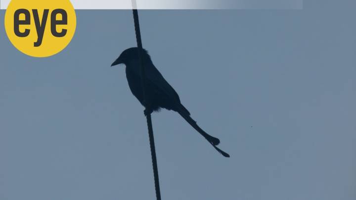 When friends come calling – be it the purple rumped sunbirds or the mellifluous magpie robin