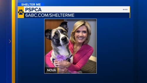 Shelter Me: Meet beautiful Nova from the Pennsylvania SPCA!