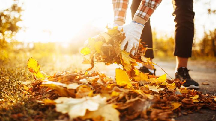 Don't rake those fallen leaves — here are 8 smart ways to use them in your yard