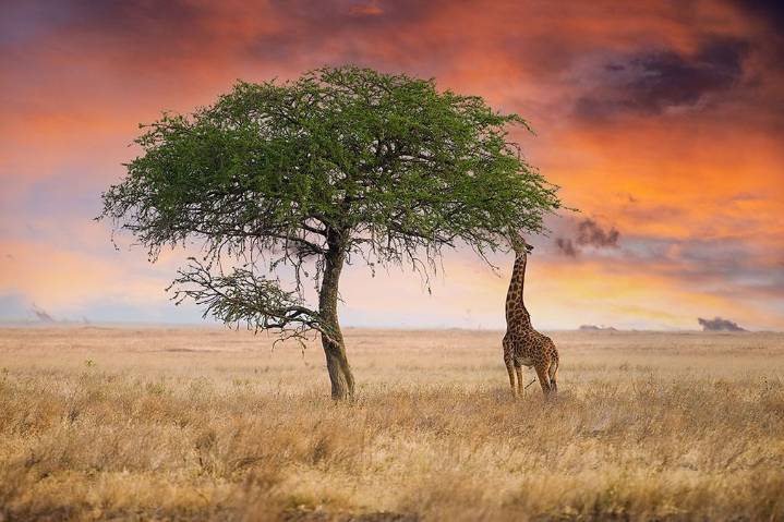 Giraffes Uncovered: The real reason they sleep less than 2 hours a day