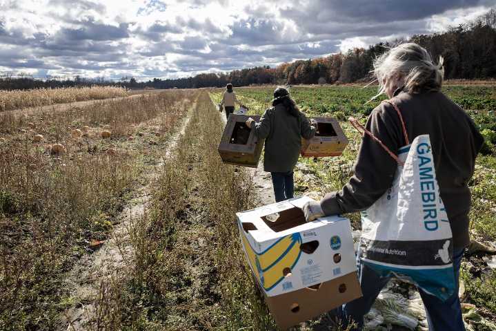 WMass farmers often leave crops unharvested. Meet those who step in