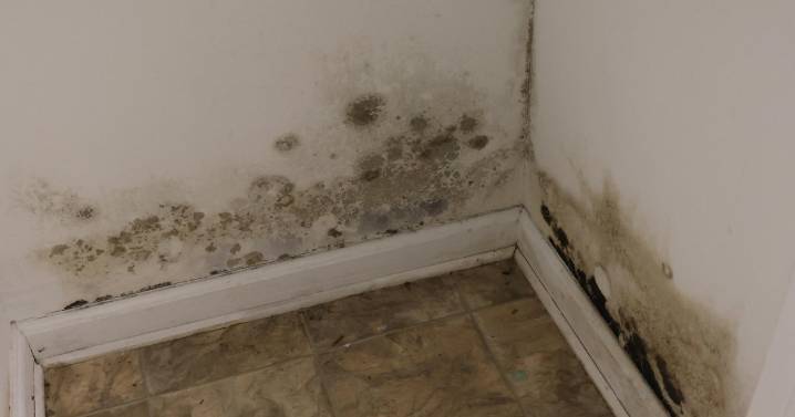 Mold causes hidden health crisis as extreme weather risk grows