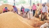 Paddy farmers at mercy of millers; Record harvest brings record hardships