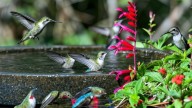 Los colibríes llegarán a tu patio todos los días en noviembre si dejás este producto natural en una bandeja