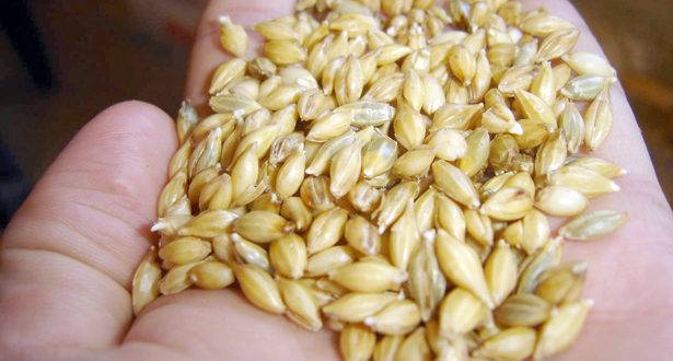 Del campo a la copa: el recorrido de la cebada