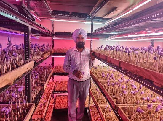 From Kinnows to Saffron: Bathinda farmer leads Punjab’s horticulture revolution Photo Source; Babushahi Bureau [ FULL VIEW ]