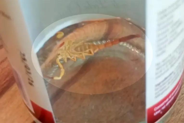 Un niño fue picado por un alacrán mientras se bañaba