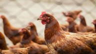 Ante un posible aumento de casos, el Ministerio eleva las medidas de control de la gripe aviar a partir del próximo lunes