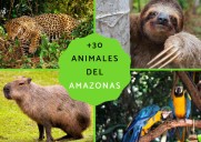 Las 4 especies animales que solo existen en el Amazonas y están en la lista roja de extinción