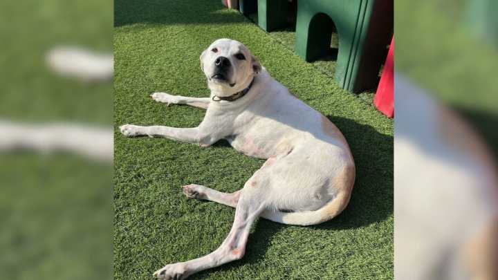 California Shelter Pup Returned Three Times Still Waits For The Family Who Won’t Give Up