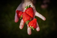 Buenos Aires es la principal productora de frutillas del país