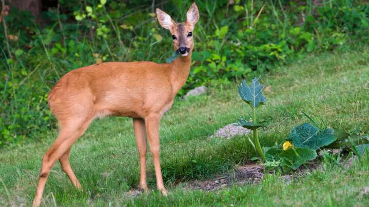 12 Deer-Resistant Perennials To Plant In November