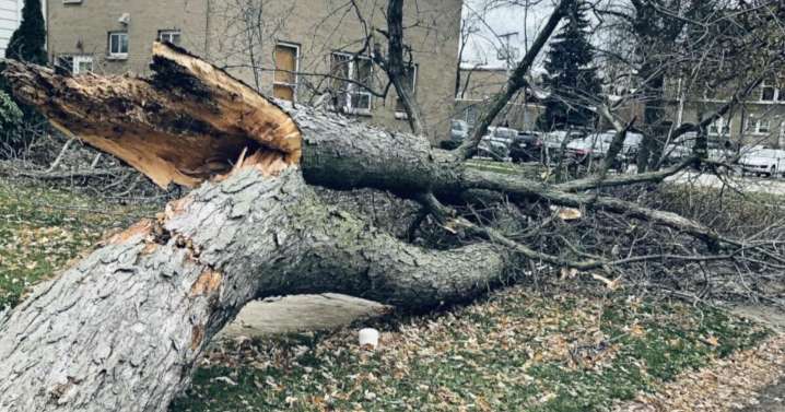 'Could've been awful': Tree falls in Buffalo woman's yard days after reporting concerns to the city