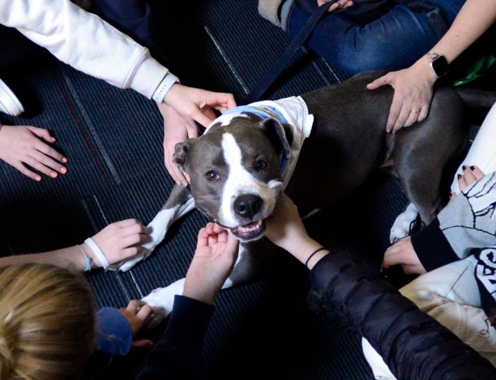 Things to do in Longmont on Sunday, Nov. 9: Dogs Enjoy Afternoon Reading at Longmont Public Library