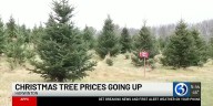 Christmas tree prices expected to rise at Connecticut farms this season