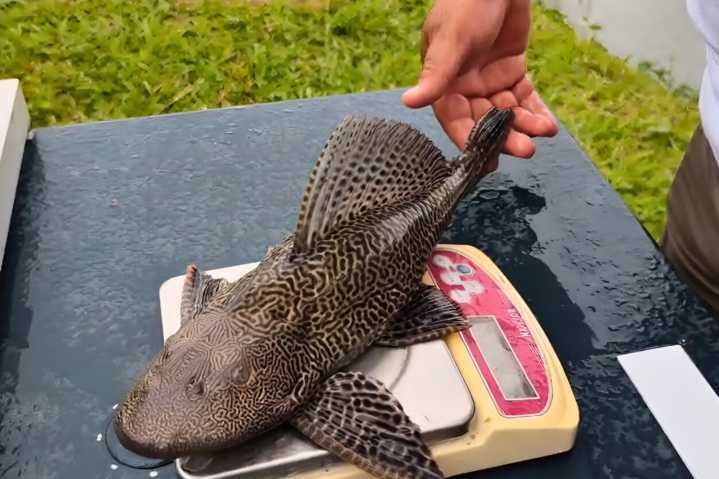 Carachama negra en peligro: IIAP impulsa tecnología para asegurar su consumo en la Amazonía