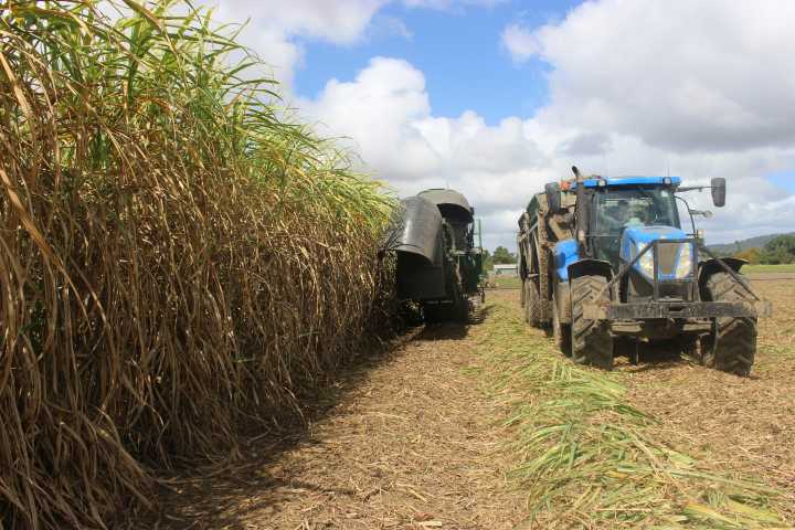 Biofertilizante, ¿el futuro de la producción de Caña en San Luis Potosí?