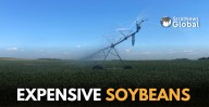 China Buys Expensive U.S. Soybeans After Trump Deal