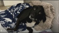 'He’s a tough little guy' | Rescued dog fights for recovery after being found on I-35 in Bruceville-Eddy