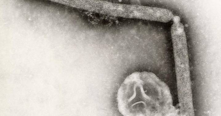 Strain of bird flu virus never before reported in people is behind first human case in US in nine months