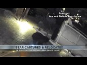 Bear spotted in Oro Valley has been safely captured and relocated