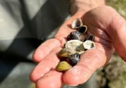 Confirman por primera vez la presencia de la almeja asiática en el río Oria a la altura de Aginaga