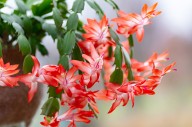 5 Reasons Your Christmas Cactus Isn’t Blooming—and How to Get Flowers Fast
