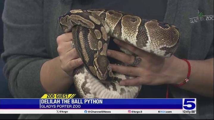 Zoo Guest: Delilah the Ball Python