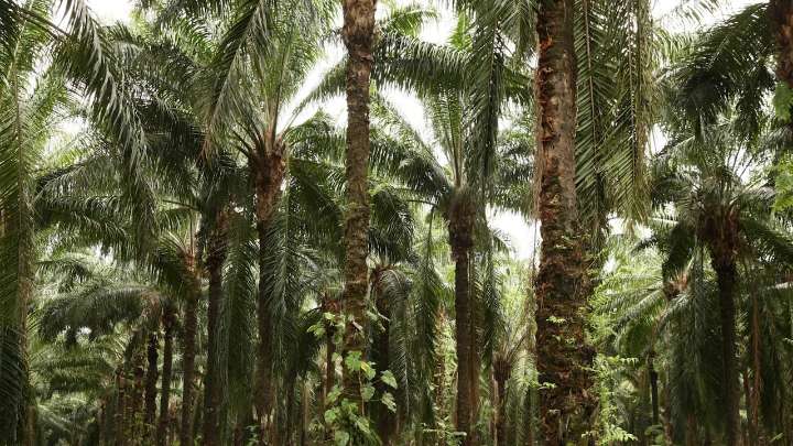 Foro Colombia Rural 2025: el país siembra futuro