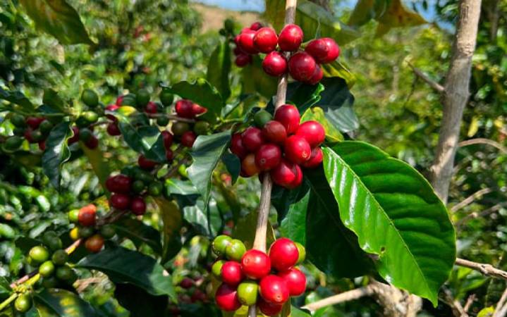 El café colombiano se reinventa: crece el consumo interno y las marcas de especialidad