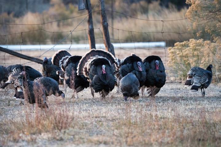 Limited-entry turkey hunting permits for spring to open in December