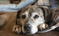 Por qué adoptar un perro viejito: los beneficios, según la ciencia