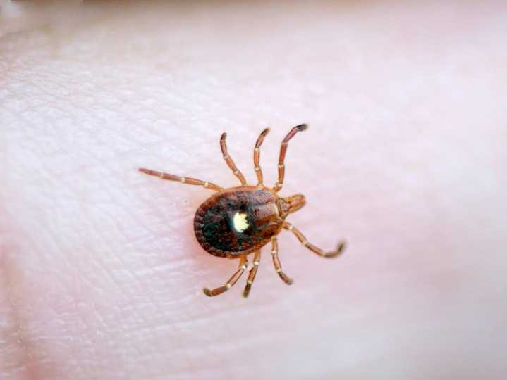 New Jersey man may be 1st known death from red meat allergy linked to tick bites