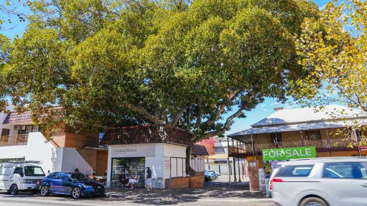 City of Fremantle falls aggressively behind on canopy cover target, set for boost in tree planting to keep up