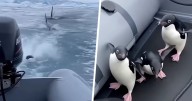 Pingüinos escapan de orca brincando a un bote en emocionante VIDEO; ¿es real?
