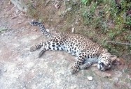 Multiple Leopard sightings near Jubberhatti airport prompt safety fears, complaint filed