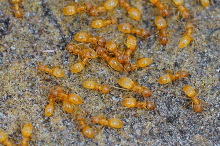 Parasitic Ant Queens Can Trigger Workers to Kill Their Own Queen: Report