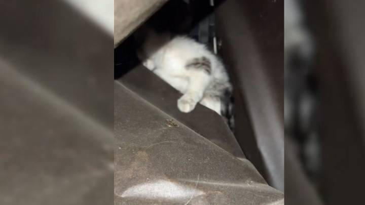 California Woman Sees Something Move In Her Garage And Discovers A Precious Surprise