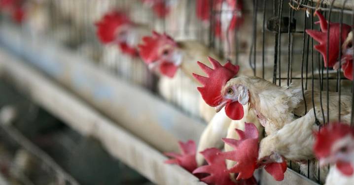 Crisis de la gripe aviar: la cepa "virulenta del H5N1" que puede acabar con granjas enteras de gallinas