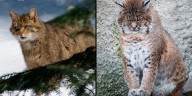 Cuál es la diferencia entre un lince rojo y un gato montés: el origen lingüístico de la confusión