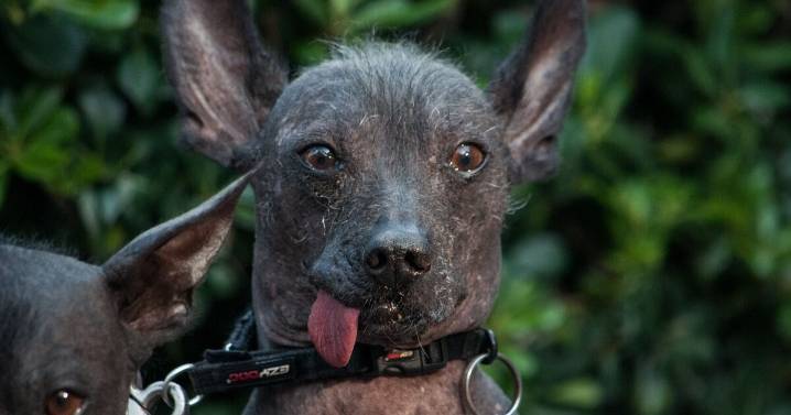 Dónde pasear a tu perro en CDMX: los mejores parques pet friendly para disfrutar al aire libre