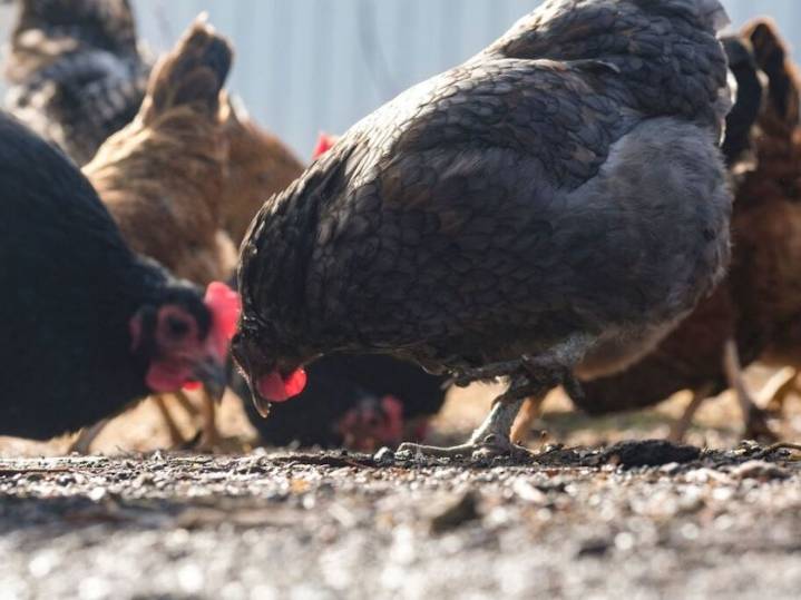 Bird flu surges among poultry amid a scaled back federal response